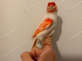 Canary
