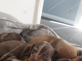 miniature dachshund puppies