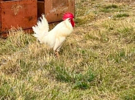Leghorn cockerels