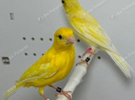 Beautiful pair of yellow raza canaries for sale