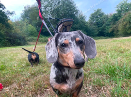 Male Isabella and Tan Miniature Dachshund