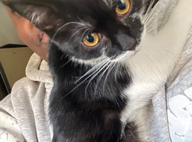 Save the cat