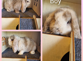Mini lop kits ready tuesday 9th june