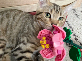 Bengal British Shorthair Crossbreed