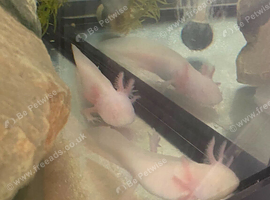 Juvenile Axolotl x2