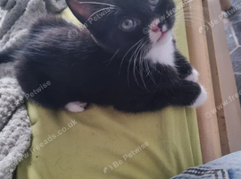 1 cute kittens