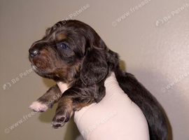 Miniture Dachshund Pups
