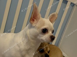 Two 3 year old chihuahuas needing rehomed