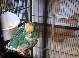 Kakarike Cock