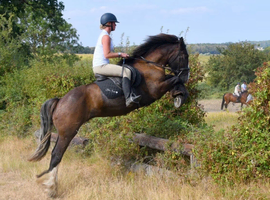 15.3h super Irish cob gelding alrounder