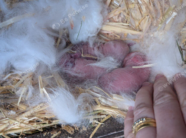 Beautiful White litter of mini lops