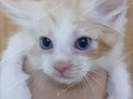 ( BLUE EYES )Maiin coon X  ragdoll Kittens