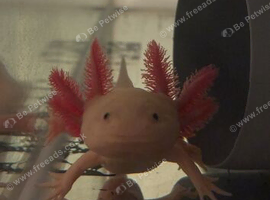 Axolotl + tank + filter & accessories