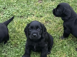 Cocker spaniel puppies