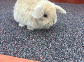 Stunning mini lops READY NOW