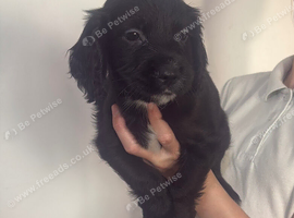 1 boy cocker spaniel boy left