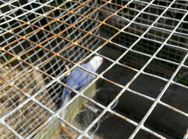 Indian ringnecks