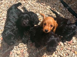 Cocker spaniel puppies