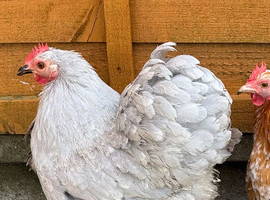 Pekin Bantams