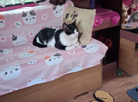 Male cat needs loving home