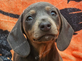 Blue & Tan Dachshund Puppies