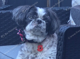 Looking for a adult shitzu female