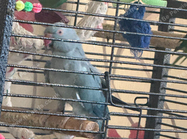 Blue Indian ringneck parrot mimics