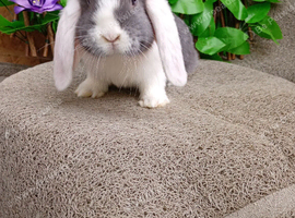 Mini lop
