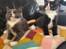 Kittens 12wks &pound;200 each