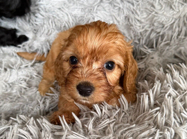 Lovely Red cockapoo looking for his new home
