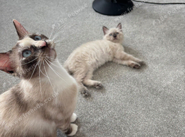 Beautiful ragdoll kittens for sale