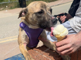 Staffordshire Cross husky