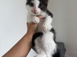 2 kittens