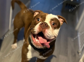 Old English bull dog - urgent rehome