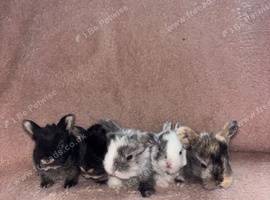 5 English Lop X Netherland Dwarf Babies