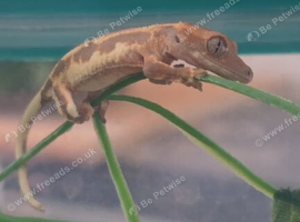 2 baby crested geckos looking for new