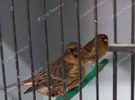 Redpolls abcr