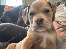 Stunning Old English Bulldog Pups