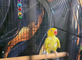 Yellow lutino indian ringneck parrot