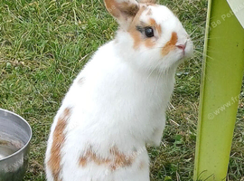 Rescue..Sweet very quiet little dwarf boy. 8 months.Loves being out on the grass in peace!