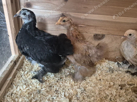 2 booted pekin bantams pullets