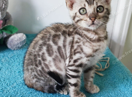 Lovely Bengal Girl Kitten