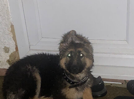 German shepherd long haired for sale