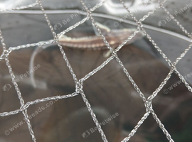 Diamond sturgeon
