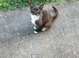 Beautiful Female Kitten