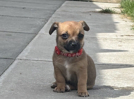 Jackawawa puppies