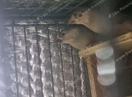 Breeding Pair of Java and Java baby's from &pound;30.