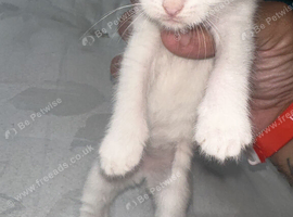 1 male kitten left