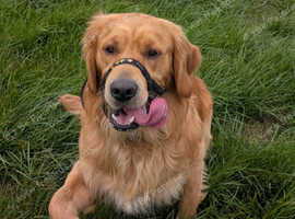 kC proven dark golden retriever