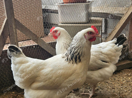Sussex hybrid hens